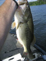 Chris Sinkey with a 10 pound hawg, caught while fishing solo on 6/6/08.