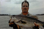 Bass caught while fishing with  Guide Eddie Garrett