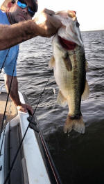 Bass caught while fishing with Guide John Tanner