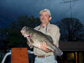  Bassinger caught the bass in 6' deep with a black blue Lake Fork Top Dog Lizard.